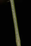 Jointed spikesedge